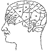 Incisione frenologica del cervello. La frenologia pretendeva di riconoscere il carattere dai bernoccoli sulla testa.